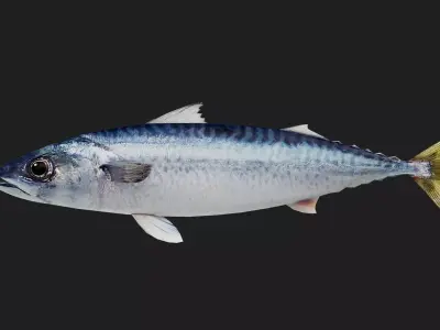 Mackerel Low-poly 3D model
