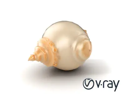 Scalloped Seashell Natural Color model pack Low-poly 3D model