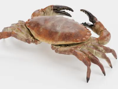 Edible Crab Rigged 3D model