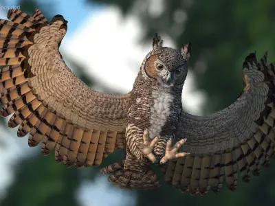 Great Horned Owl Rigged for Maya 3D model