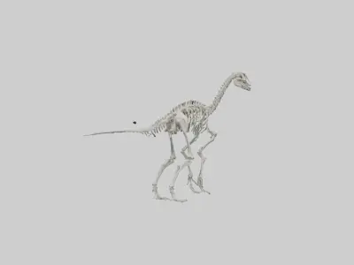 Brachiosaurus Skeleton model Low-poly 3D model