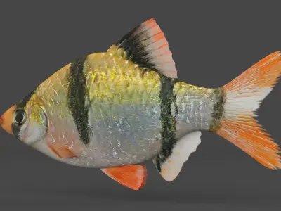 Tiger Barb Fish 3D model buy