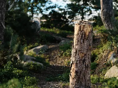  Medium Broken Conifer Stump Model 
