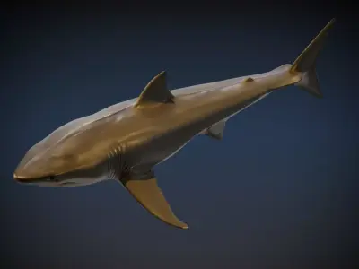 Shark 3D model order