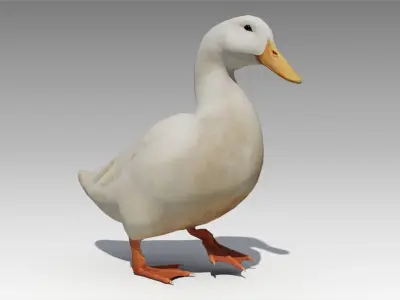 Duck Animated Low-poly 3D model