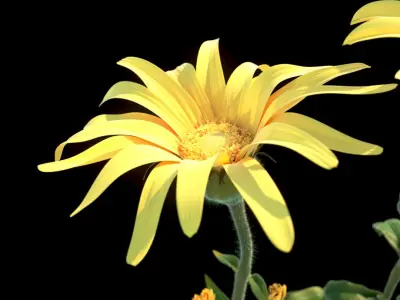 Mountain Arnica flower 3D model