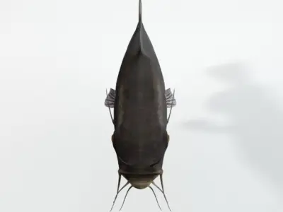 Catfish Low-poly 3D model