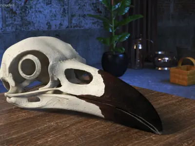  Detailed Crow Raven Skull with Eye Support Bone 