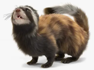 Vormela Peregusna Fur Rigged 3D model