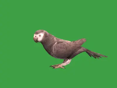African Grey Congo Parrot Bird Free low-poly 3D model