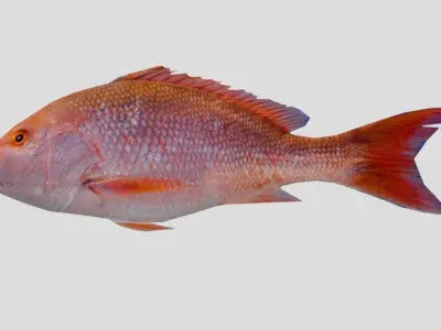 Red Snapper Low-poly 3D model purchase
