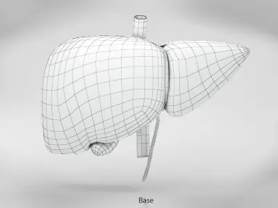 Liver Anatomy 3D model