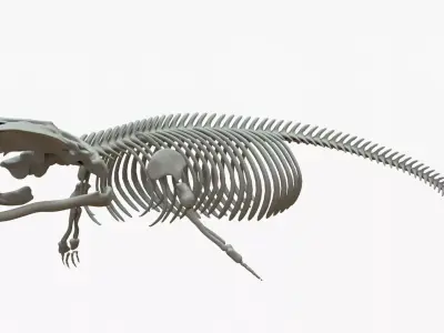 Gray Whale Rigged Skeleton Low-poly 3D model