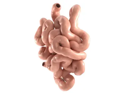  Small Intestine PBR 