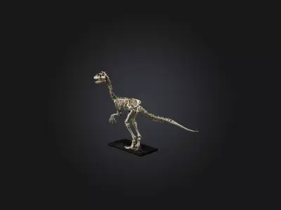 Realistic Velociraptor Skeleton Model Low-poly 3D model
