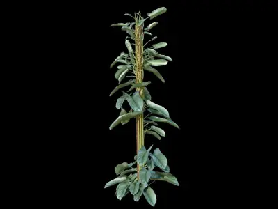PHILODENDRON TROPICAL PLANTS COLLECTION PART 1 Low-poly 3D model