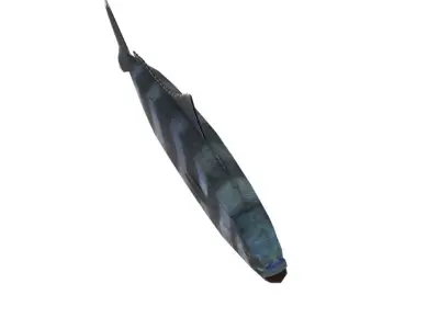 Pilot fish 3D Model Free 3D model