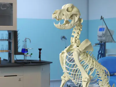 Dog Skeletal Anatomy Sitting Pose 3D model