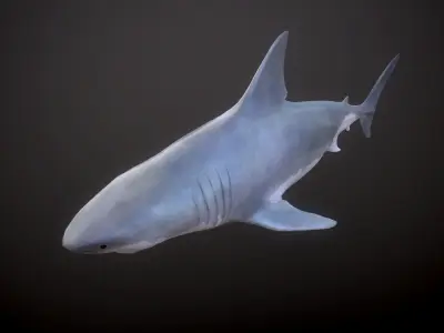 GREAT WHITE SHARK Low-poly 3D model 8