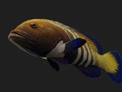Fish Grouper Low-poly 3D model purchase