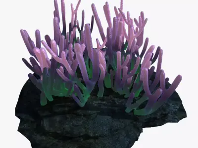Coral on rock 3D model purchase