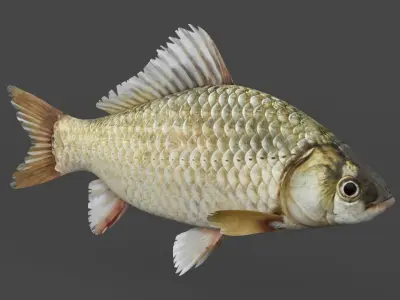 Carp Fish 3D model purchase