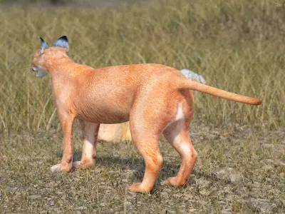 Caracal Rigged for Maya 3D model