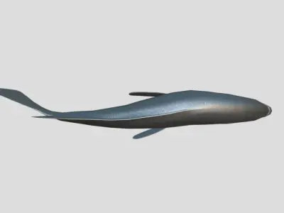 Coral Grouper Realistic Animated Low-poly 3D model