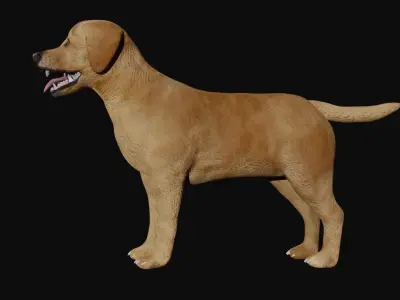 Labrador retriever Low-poly 3D model