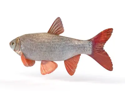 Freshwater Fish 3D model order