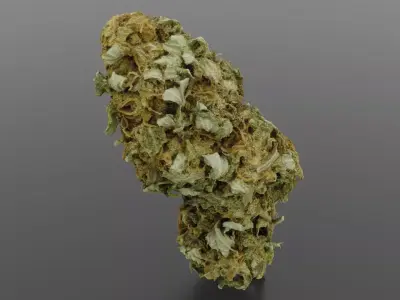 Cannabis Bud 04 3D model