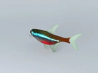 Neon tetra fish Free 3D model purchase