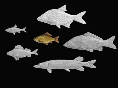 River fish collection Low-poly 3D model