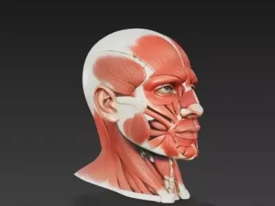 Human Facial Muscles Anatomy - Ultra-Detailed 3D Head Model 3D model