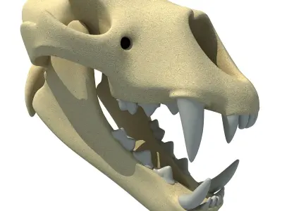 Lion Skull Bones  3D model