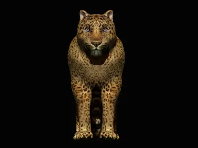 Leopard 3D model purchase