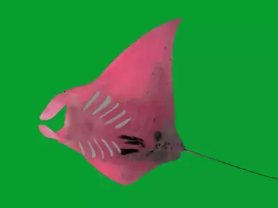 Pink Manta Mobula Ray Free low-poly 3D model
