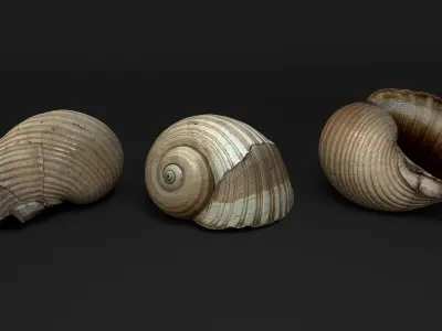 Seashells Vol 1 - Photogrammetry 3D model