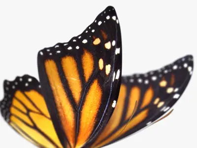 3D Tiger Monarch Butterfly 3D model