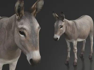  Farm Mammal Donkey 
