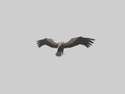 LappetFaced Vulture flying model Low-poly 3D model