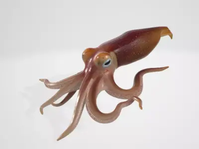 Realistic Squid 3D model