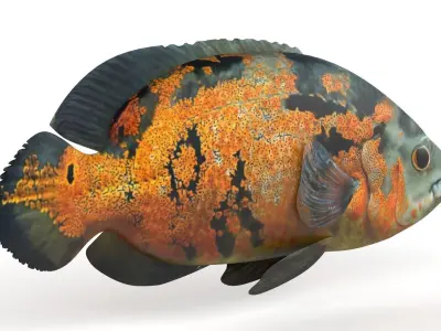 Oscar Fish 3D model purchase