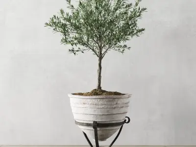 Olive European In Antique Vessels 3D model