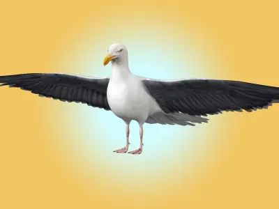 Seagull 3D model get