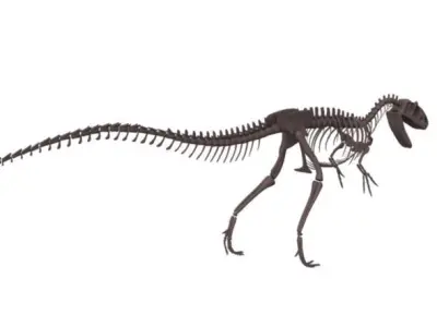 Allosaurus Skeleton 3D model