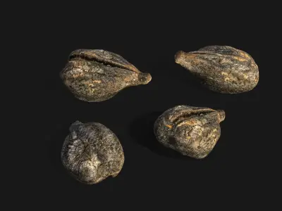 Medieval Grape Seed Vitis vinifera PBR 8K 3D model