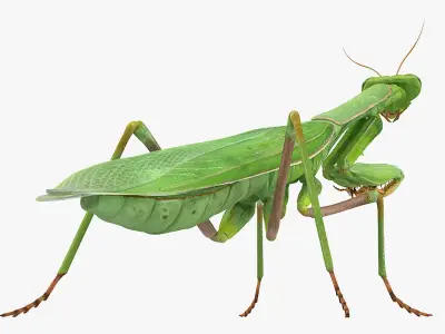  Mantis Religiosa Large Hemimetabolic Insect 