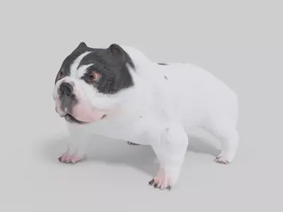 3D Pitbull Model bulldog Low-poly 3D model