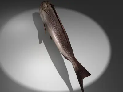 Pagrus major Low-poly 3D model